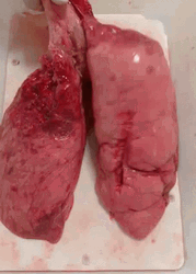 One Part Lungs Breathe GIF