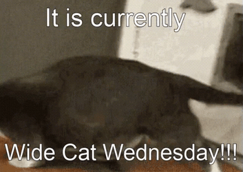 Only Wednesday Funny Wide Cat  GIF