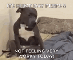 Only Wednesday Hump Day Peeps Dog GIF
