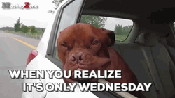 Only Wednesday Pitbull Dog Car Ride GIF