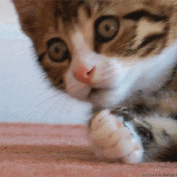 Oooh Cat Reaction After Seeing Running Rat GIF