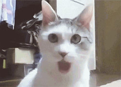 Oooh Cat Reaction When He Didn't Receive A Food GIF