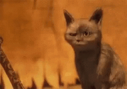 Oooo Cat Cover Mouth GIF