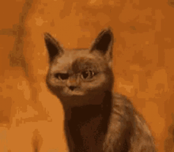 Oops Huh Cat Meme GIF