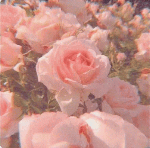 Open Book Sleeping Beauty On Bed GIF
