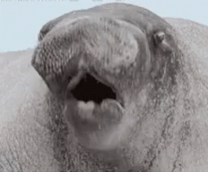 Open Mouthed Manatee GIF