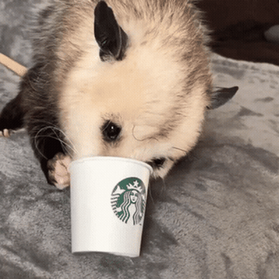 Opossum Drinking From Starbucks Cup GIF