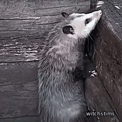 Opossum Leaning Against Wooden Wall Looking At Camera GIF