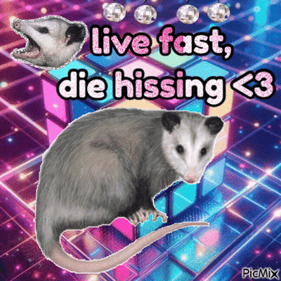 Opossum Live Fast Die Hissing <3 GIF