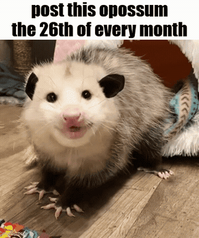 Opossum Post This Opossum The 26Th Of Every Month GIF