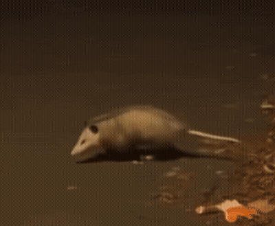 Opossum Walking Across Dirt Road GIF