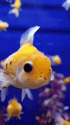 Oranda Fish Swimming GIF