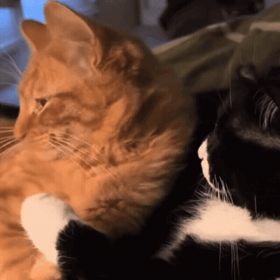 Orange And Black Cats Looking At Each Other GIF
