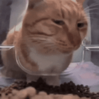 Orange And White Cat Eating From Bowl GIF