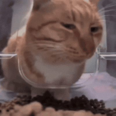 Orange And White Cat Eating From Clear Bowl GIF