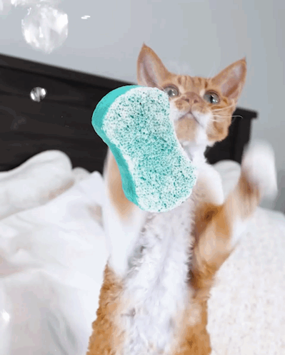Orange And White Cat Holding Blue Sponge GIF