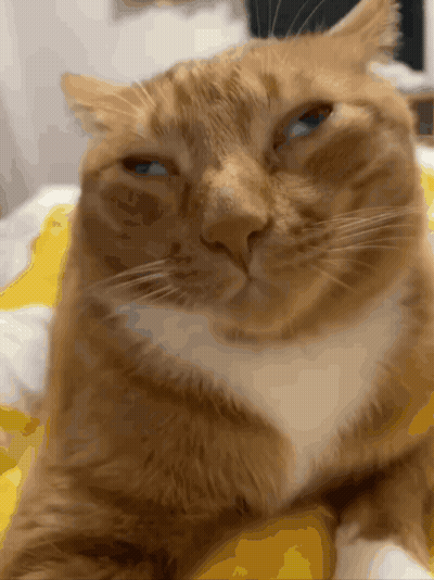Orange And White Cat Laying On Bed GIF