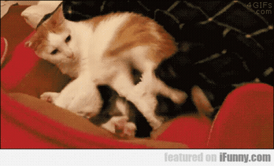 Orange And White Cat Laying On Lap GIF