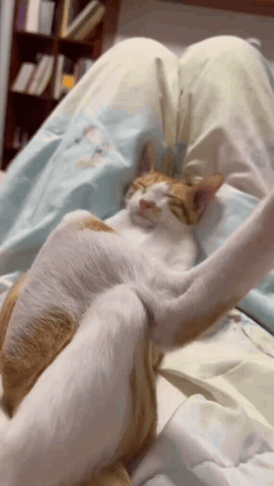 Orange And White Cat Laying On Lap On Bed GIF