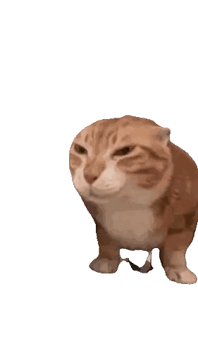 Orange And White Cat On Surface Sticker