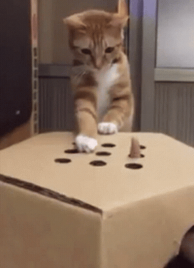 Orange And White Cat Playing With Cardboard Box GIF