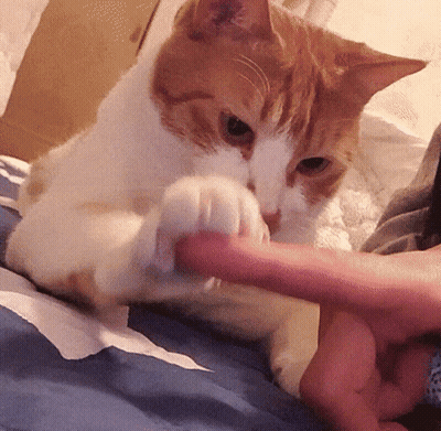 Orange And White Cat Playing With Hand GIF