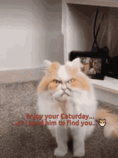 Orange And White Cat Saying Enjoy Your Saturday GIF