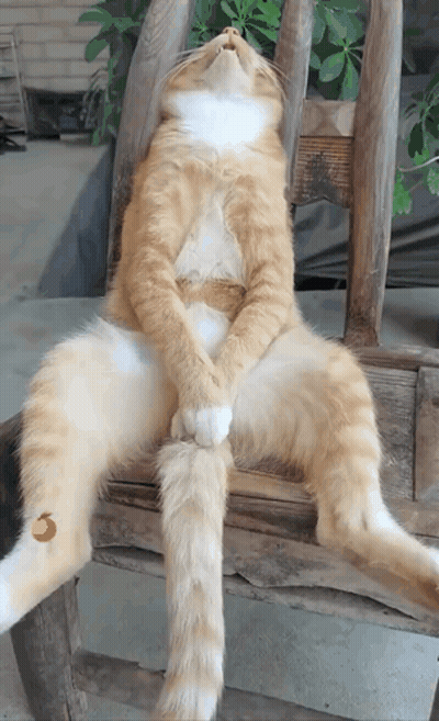 Orange And White Cat Sitting Crossed Legs GIF