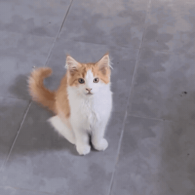 Orange And White Cat Sitting On Tiled Floor Saying That Is Animal Abuse GIF