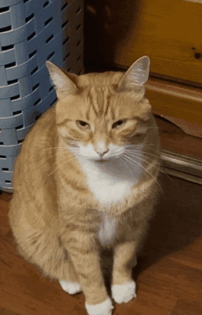 Orange And White Cat Sitting On Wooden Floor Looking At Camera GIF