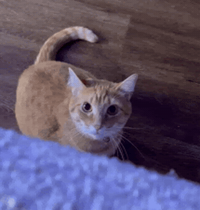 Orange And White Cat Sitting On Wooden Floor Looking Up GIF