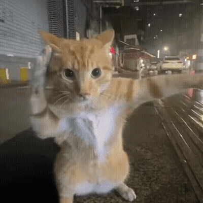 Orange and White Cat Standing