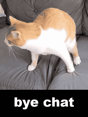 Orange And White Cat Standing On Couch With Bye Chat GIF