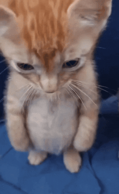 Orange And White Kitten Standing On Hind Legs GIF