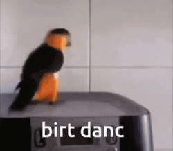 Orange Black Parrot Dancing GIF