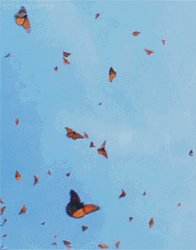 Orange Butterflies Flying High GIF