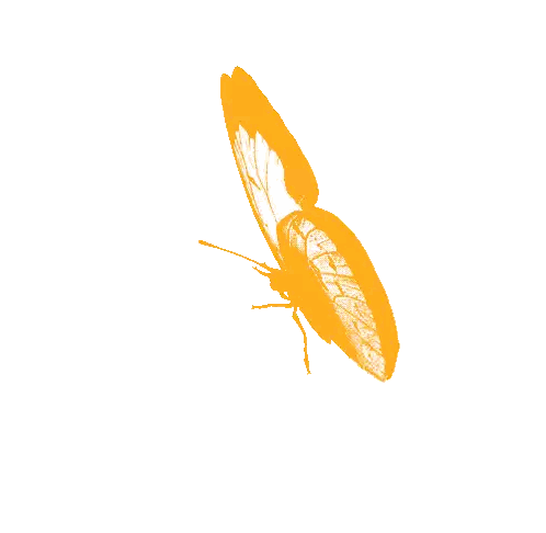 Orange Butterfly Flying Sticker