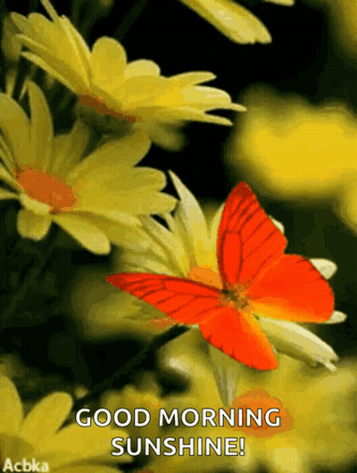 Orange Butterfly On Yellow Flower Good Morning Sunshine GIF