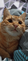 Orange Cat Boss GIF