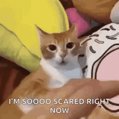 Orange Cat Cat Meme GIF