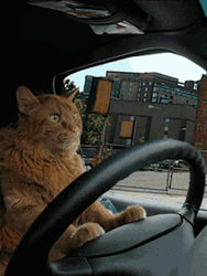Orange Cat Driving Nervously