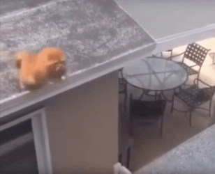 Orange Cat Fail Jump GIF