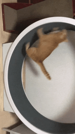 Orange Cat Fail To Run GIF