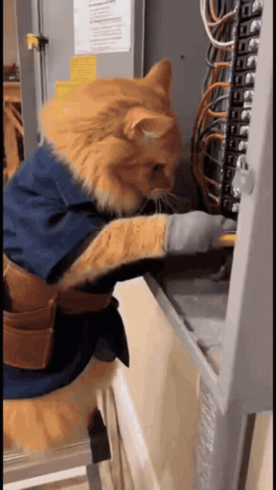 Orange Cat Fixing Electrical Box In Blue Jacket GIF