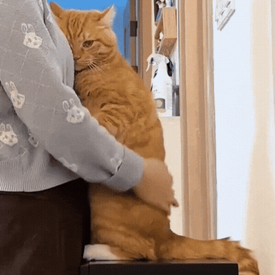 Orange Cat Held By Person In Paw Print Sweater GIF