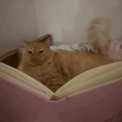 Orange Cat Laying On Bed With Pink Pillow GIF