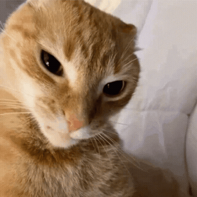 Orange Cat Looking At Camera GIF