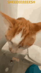 Orange Cat Meow Sheesh GIF