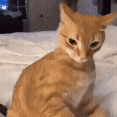 Orange Cat On Bed GIF