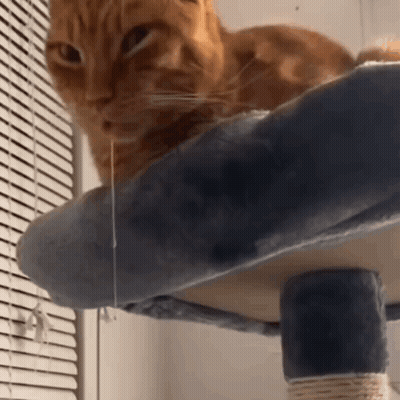 Orange Cat On Cat Tree Looking At Camera GIF
